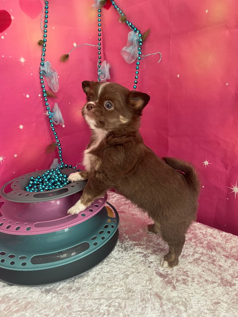 Des Joyaux Divins - Chiot disponible  - Chihuahua