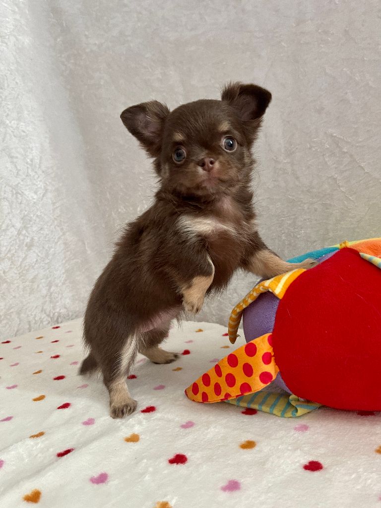 Des Joyaux Divins - Chiot disponible  - Chihuahua