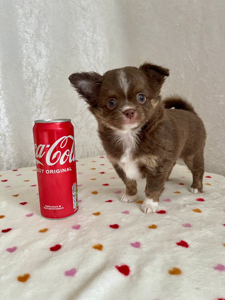 Des Joyaux Divins - Chiot disponible  - Chihuahua