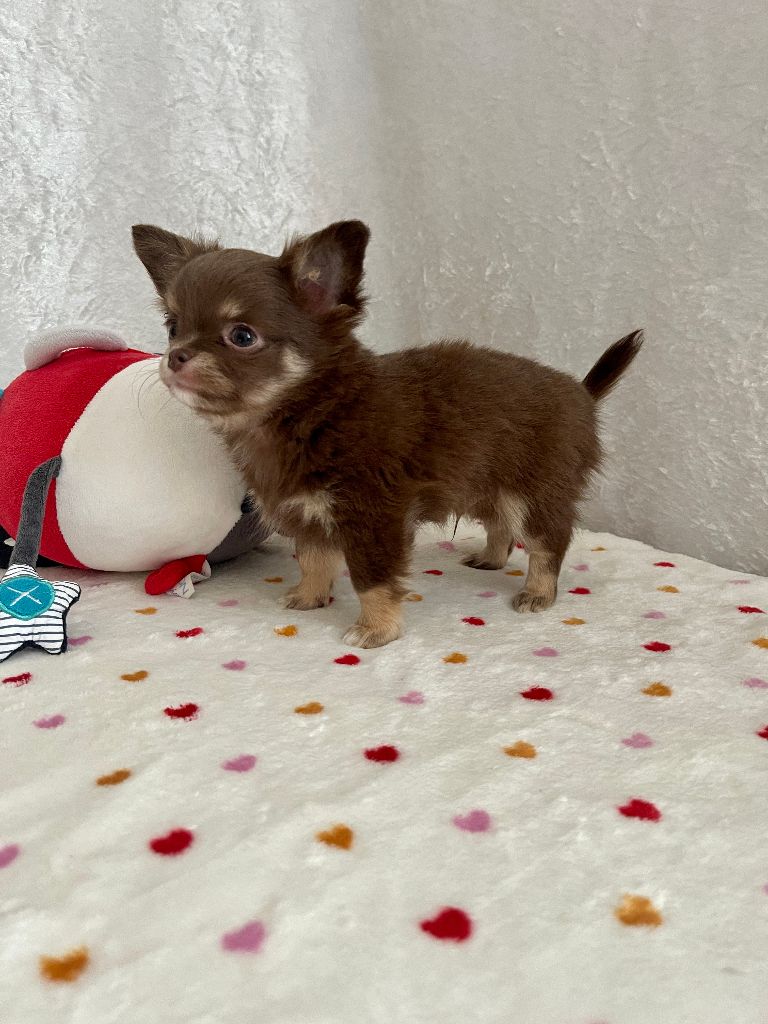 Des Joyaux Divins - Chiot disponible  - Chihuahua