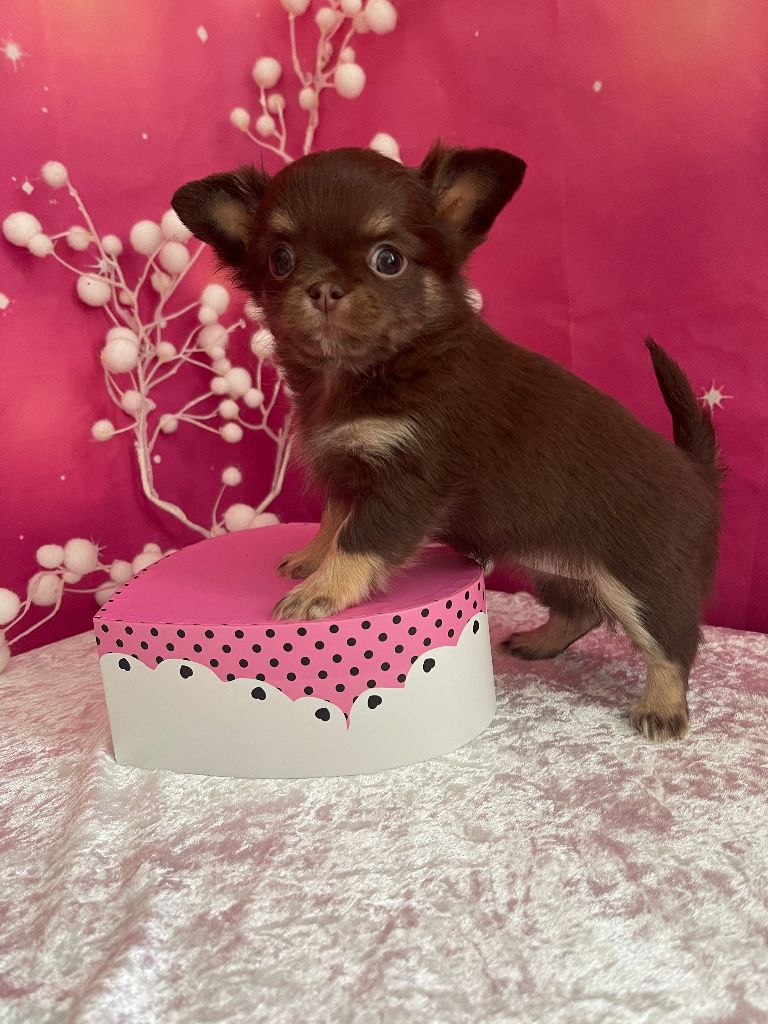 Des Joyaux Divins - Chiot disponible  - Chihuahua