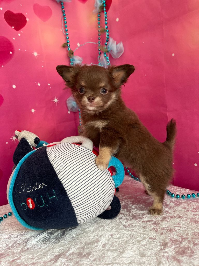 Des Joyaux Divins - Chiot disponible  - Chihuahua