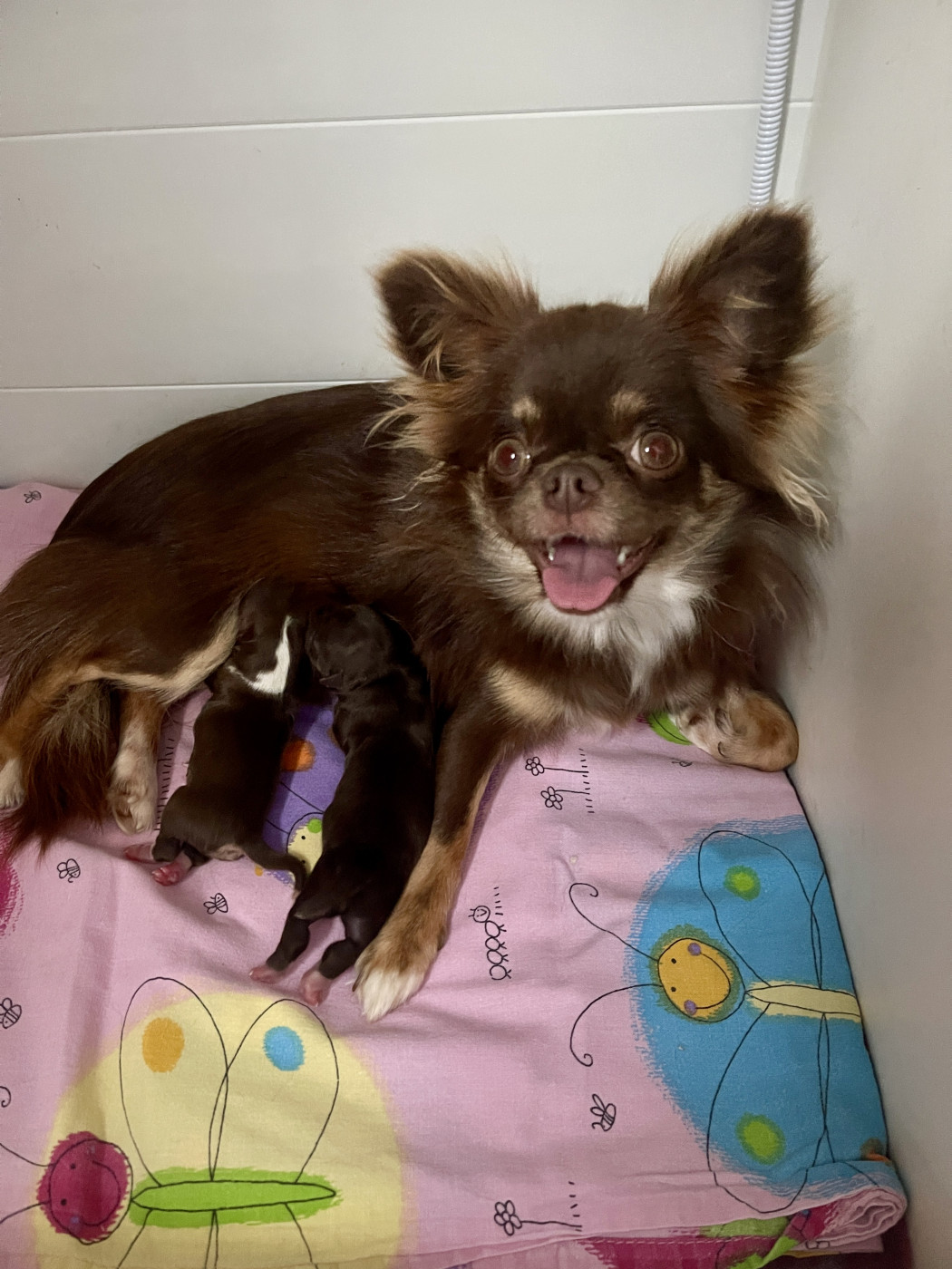 Des Joyaux Divins - Une portée de 2 chiots nés le 11 Mai 2026 sont à réserver :
