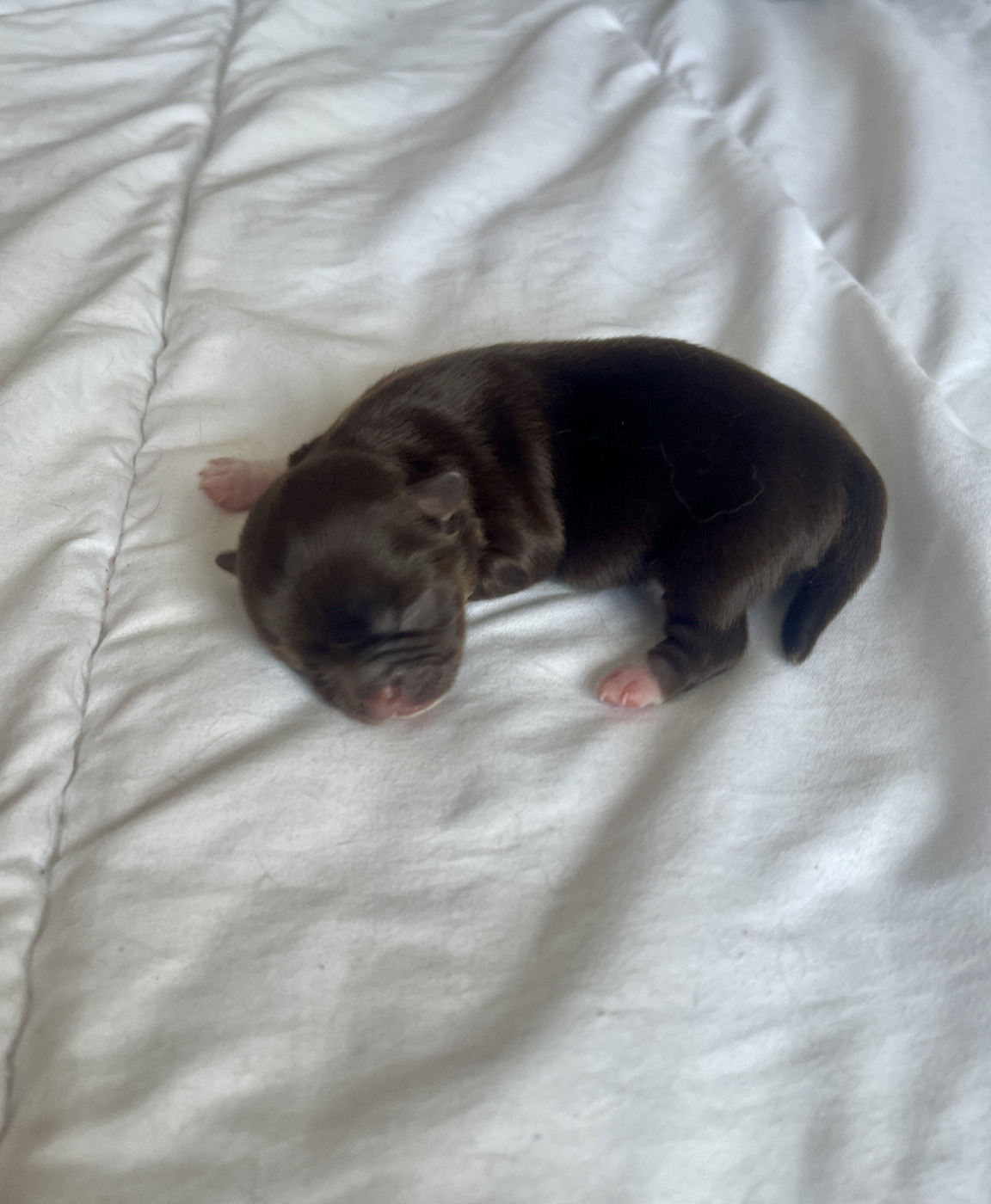 Des Joyaux Divins - Chiots disponibles - Chihuahua