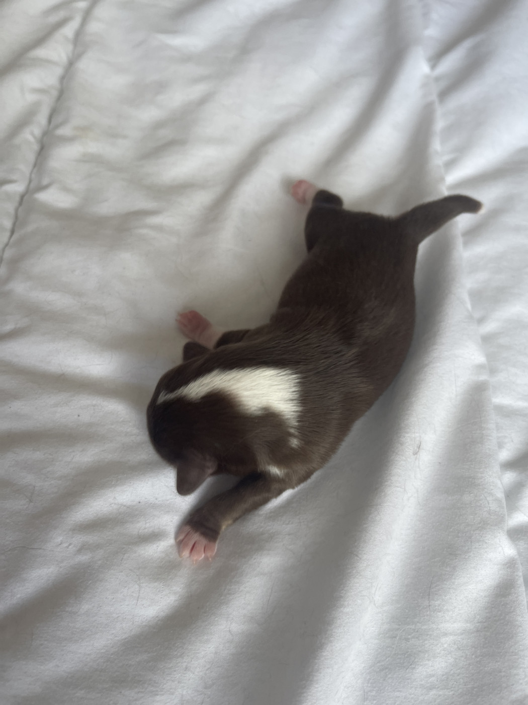 Des Joyaux Divins - Chiots disponibles - Chihuahua