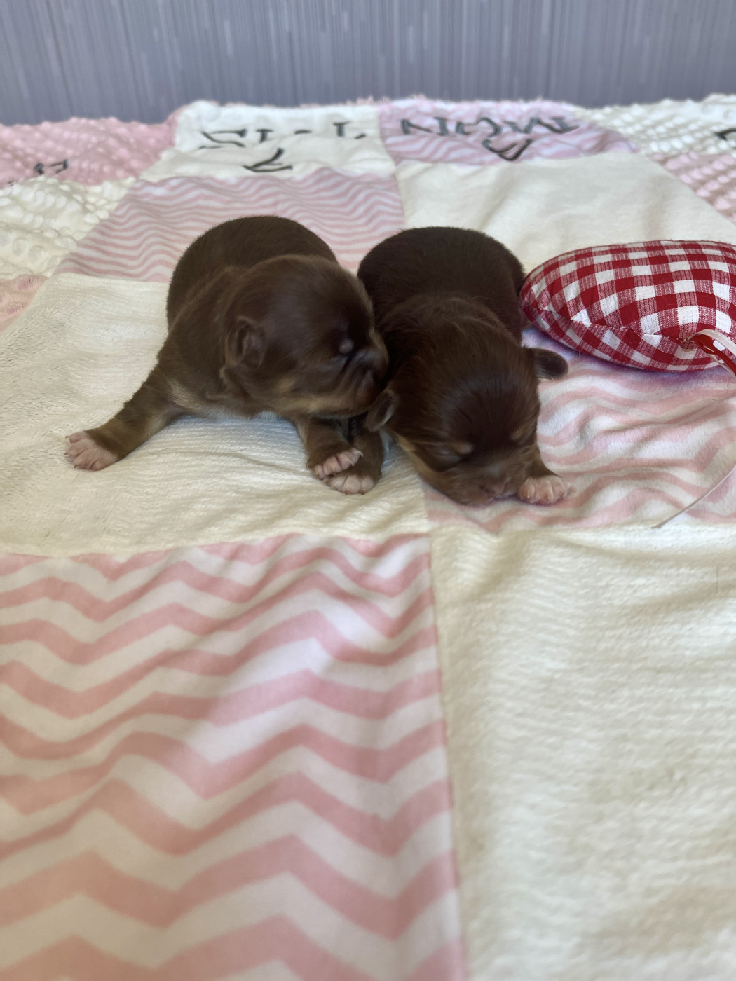 Chiot Chihuahua Des Joyaux Divins