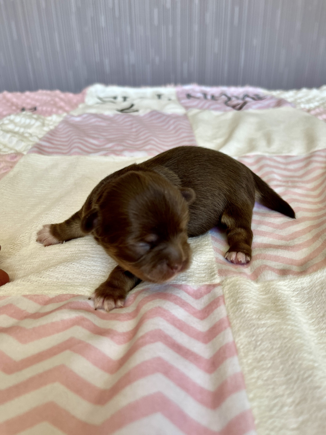 Des Joyaux Divins - Chiots disponibles - Chihuahua