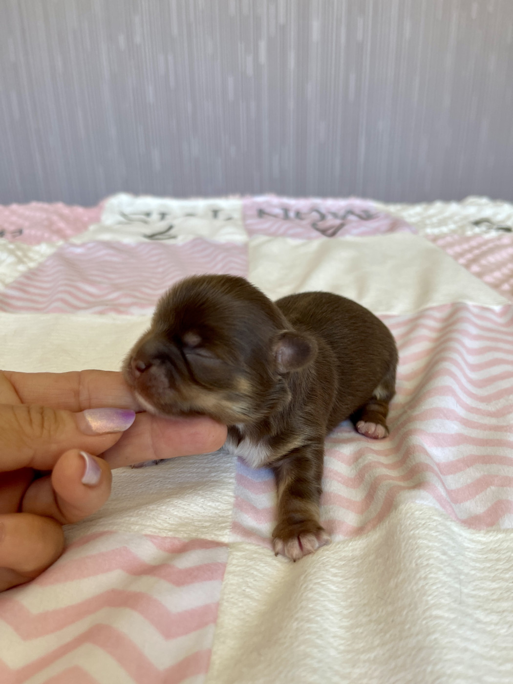 Des Joyaux Divins - Chiots disponibles - Chihuahua