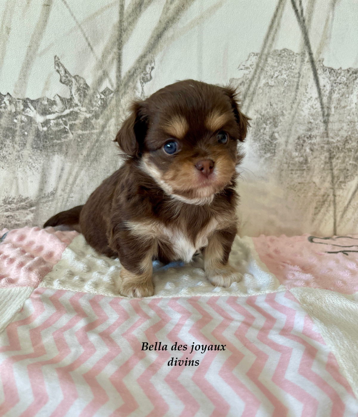 Des Joyaux Divins - Chiots disponibles - Chihuahua