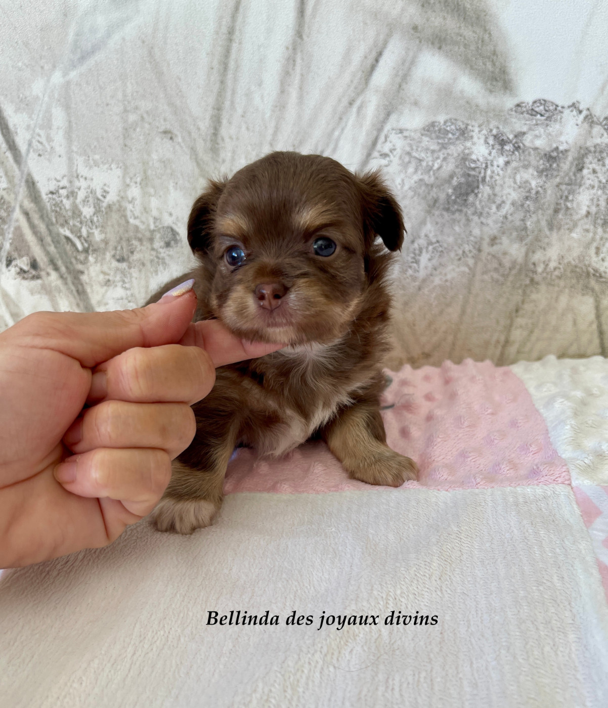 Des Joyaux Divins - Chiots disponibles - Chihuahua