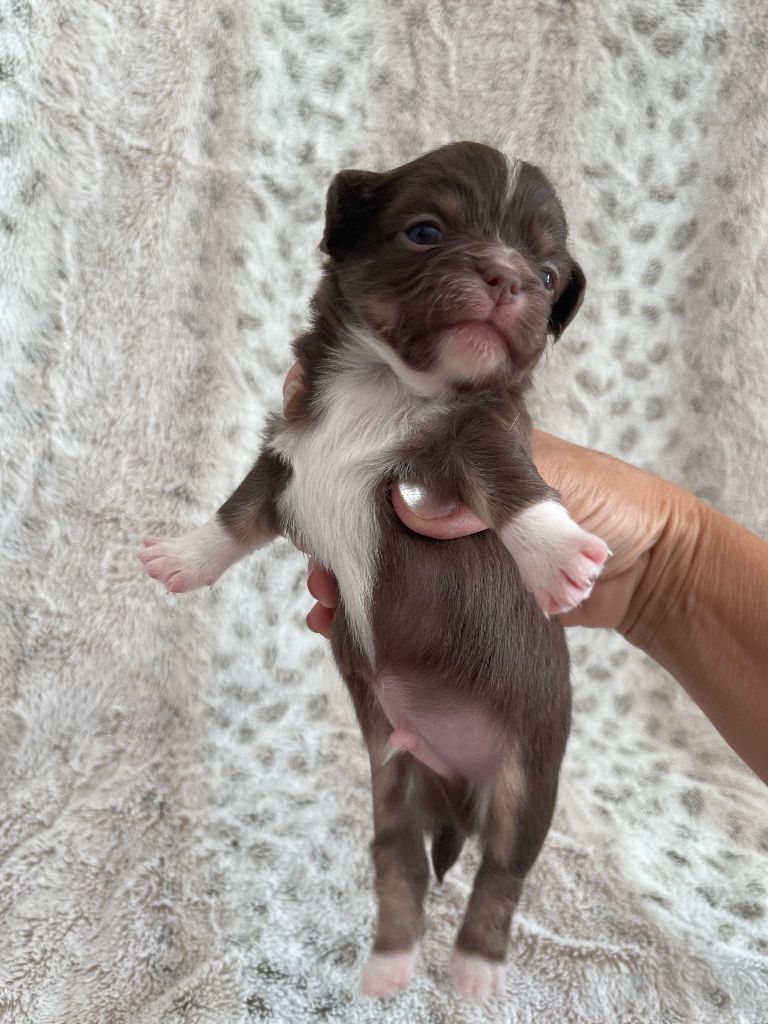 Des Joyaux Divins - Chiots disponibles - Chihuahua