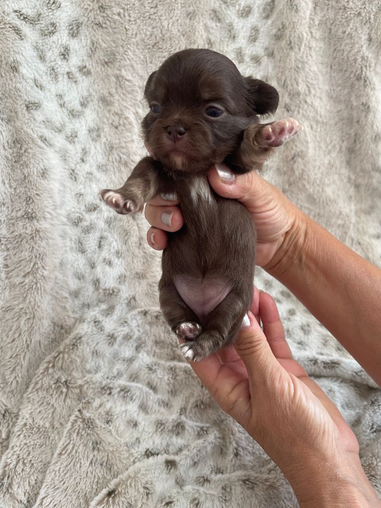 Des Joyaux Divins - Chiots disponibles - Chihuahua