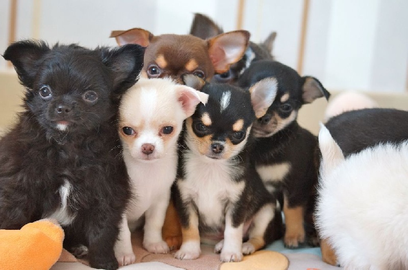 Chiot Chihuahua Des Joyaux Divins