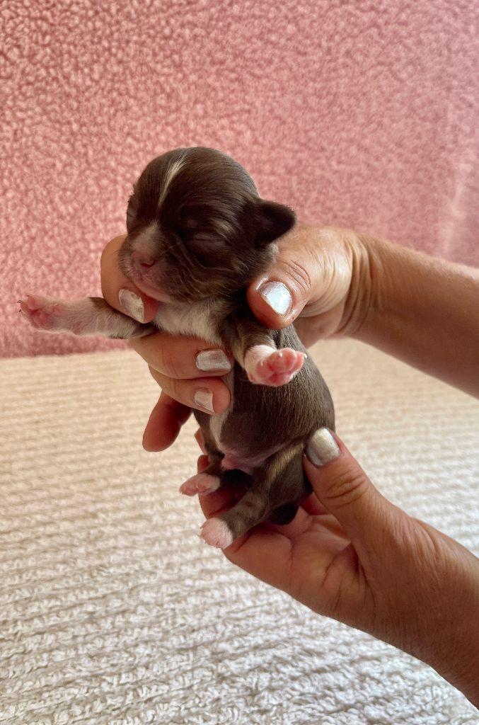 Des Joyaux Divins - Chiots disponibles - Chihuahua