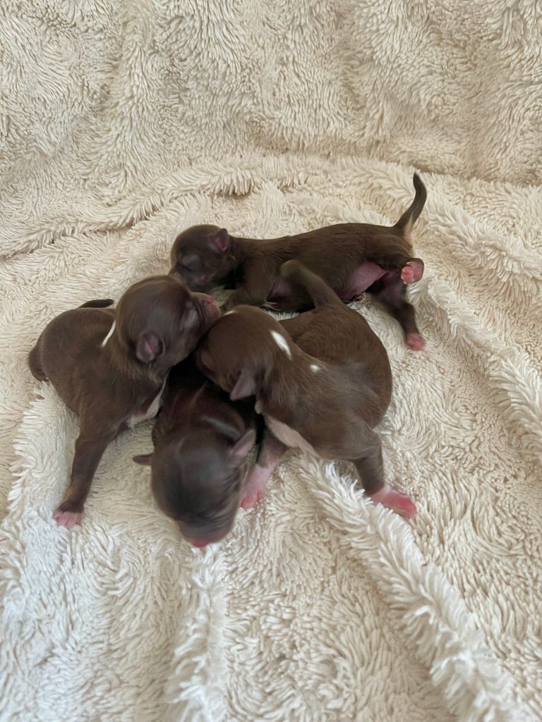 Des Joyaux Divins - Chiots disponibles - Chihuahua