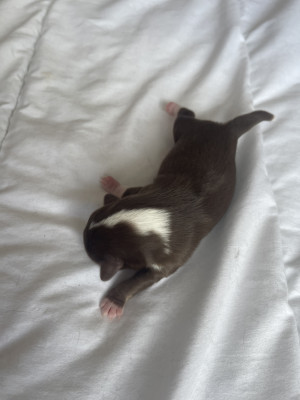 Chiot N°2