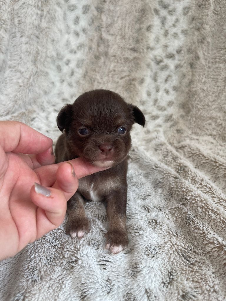 Des Joyaux Divins - Chiots disponibles - Chihuahua