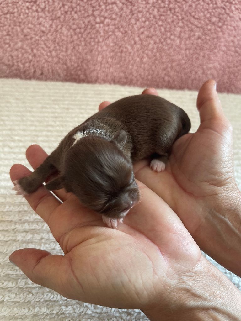 Des Joyaux Divins - Chiots disponibles - Chihuahua