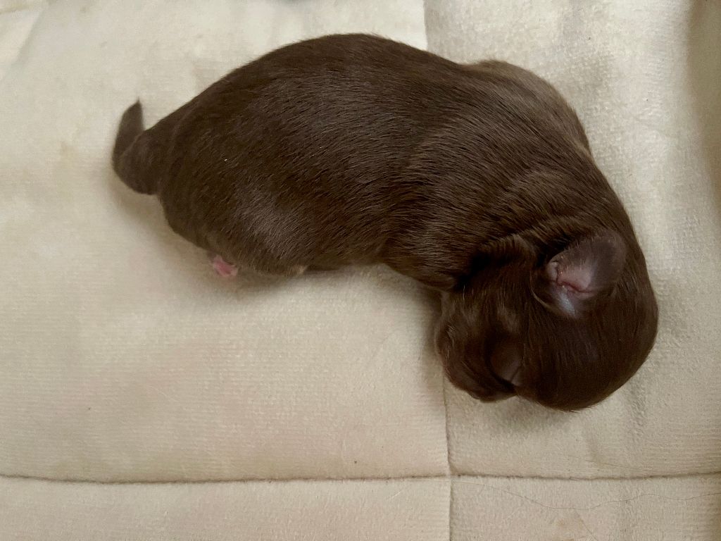 Des Joyaux Divins - Chiots disponibles - Chihuahua