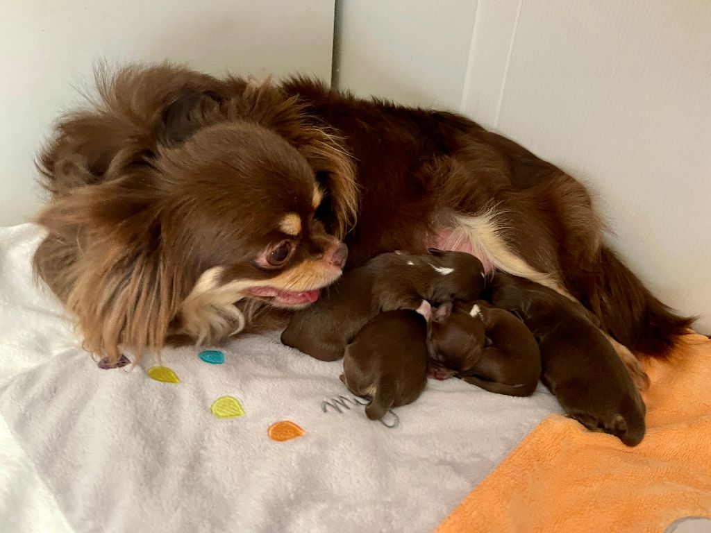 Chiot Chihuahua Des Joyaux Divins