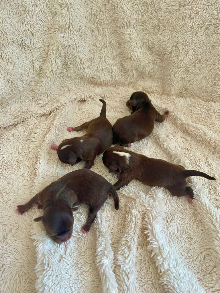 Des Joyaux Divins - Chiots disponibles - Chihuahua