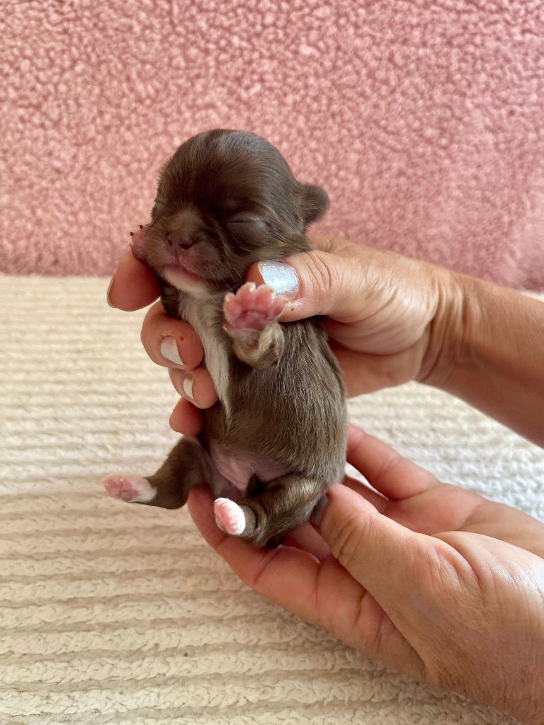 Des Joyaux Divins - Chiots disponibles - Chihuahua